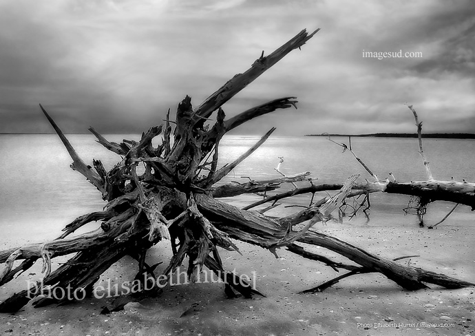 Fine art prints in black and white, wall art : Nature