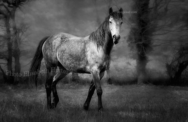 Black and white fine art photography